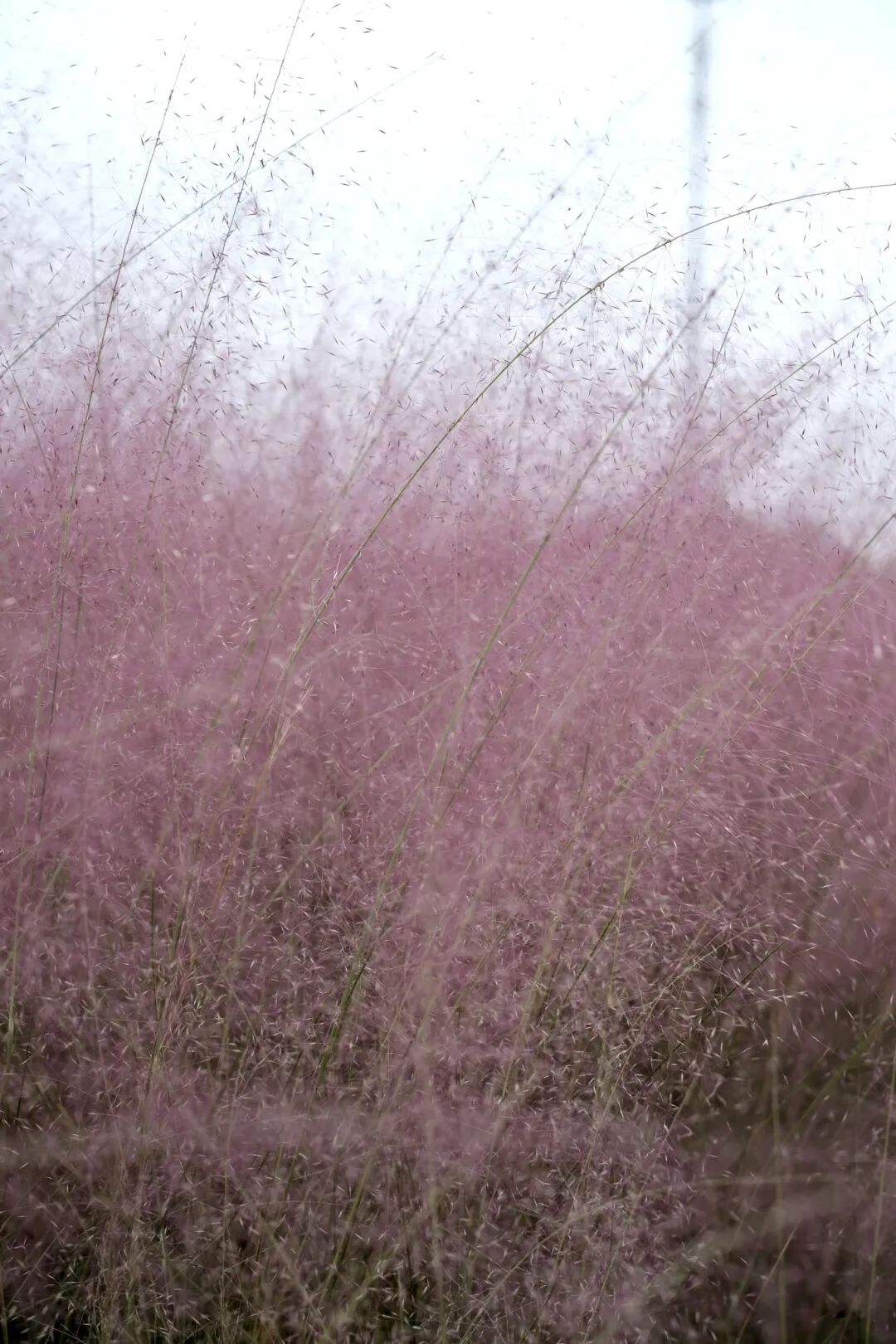 435ca8d704a405efbcea51f0cda240f3.jpg