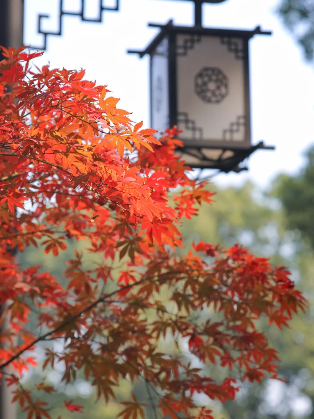 20231024 Ⱥﾰͤ԰ɫﾰ ƴ  (5).jpg