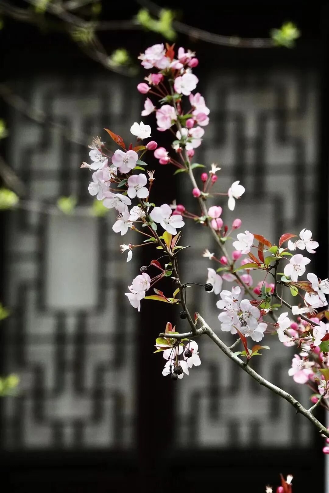 ���� (25).jpg