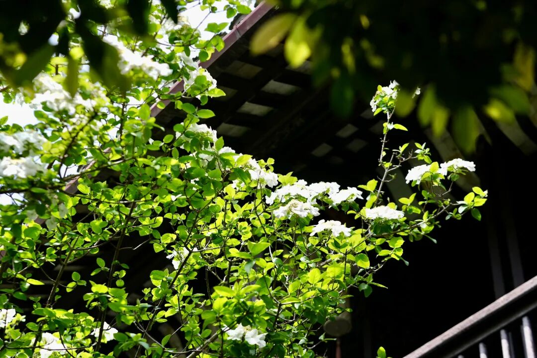 2026-04-10 094916.jpg