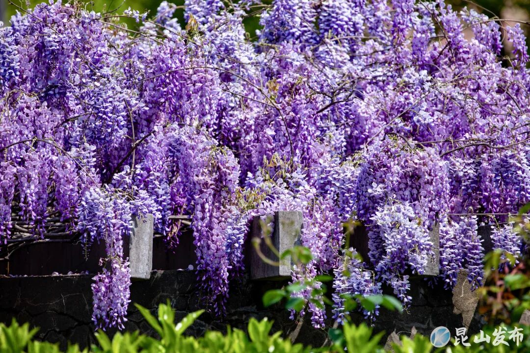 ��ɽ�е�is (С�����û�) (48).jpg