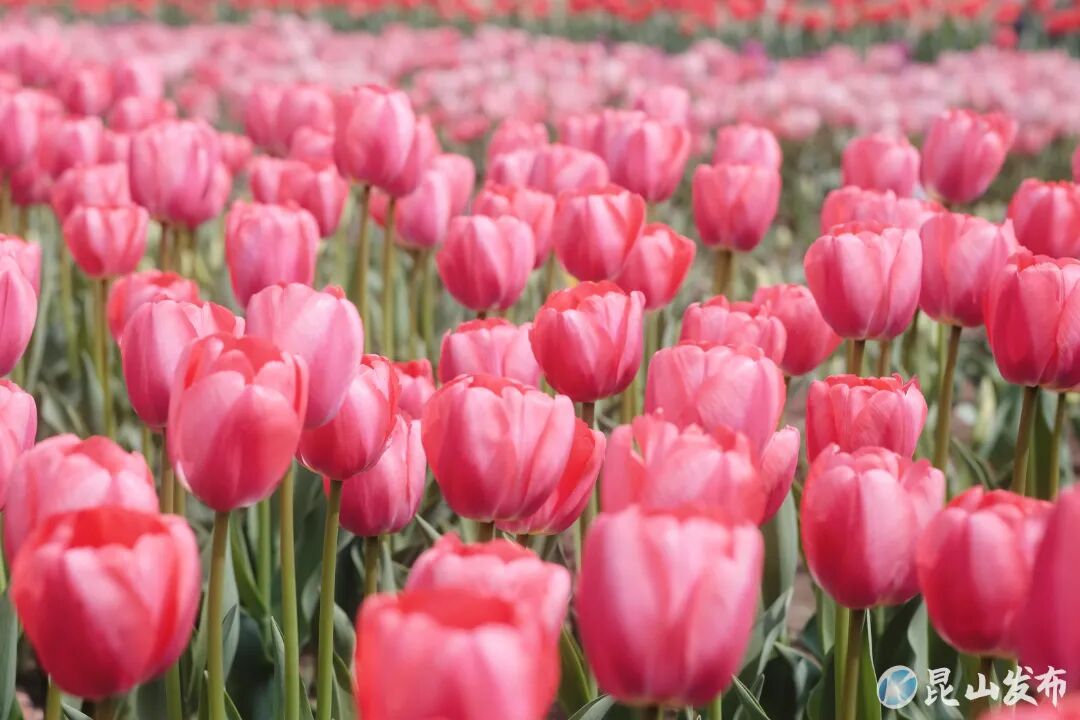 ������ 15190165887 (2).jpg