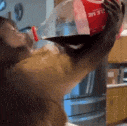 GIF.gif