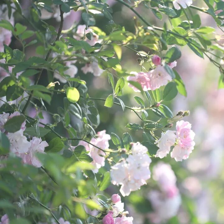 ͼƬ