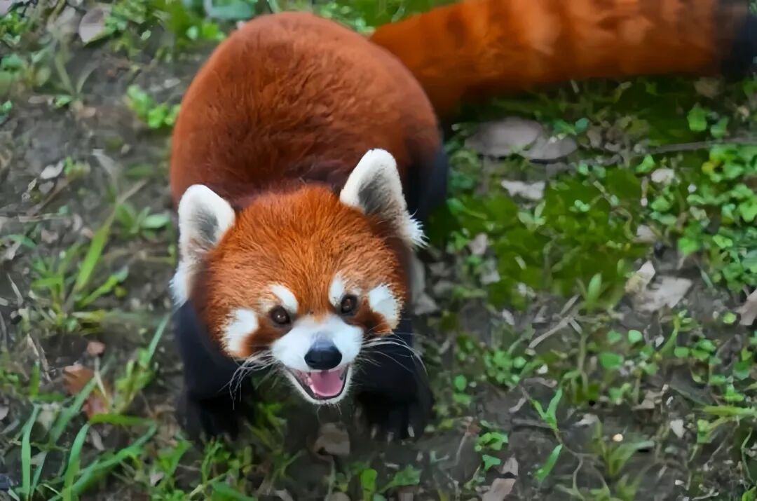 ͼƬ