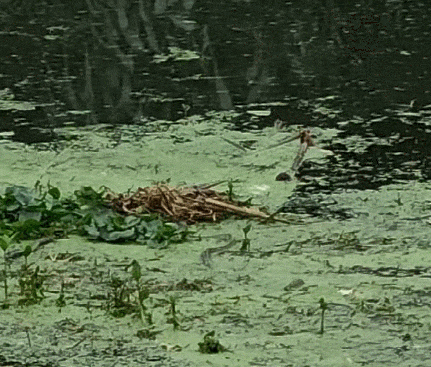 GIF.gif