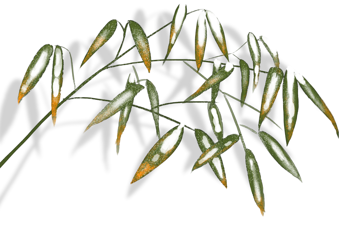 ͼƬ