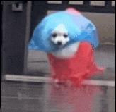 GIF.gif