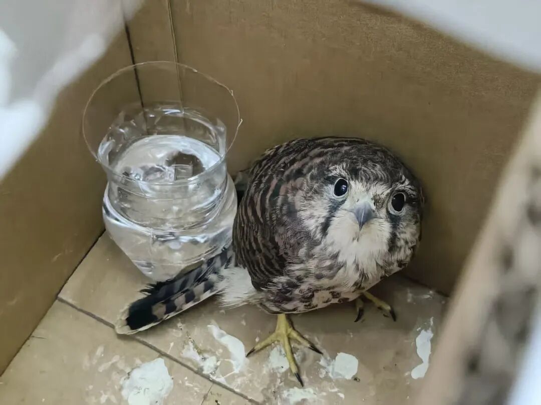 ͼƬ