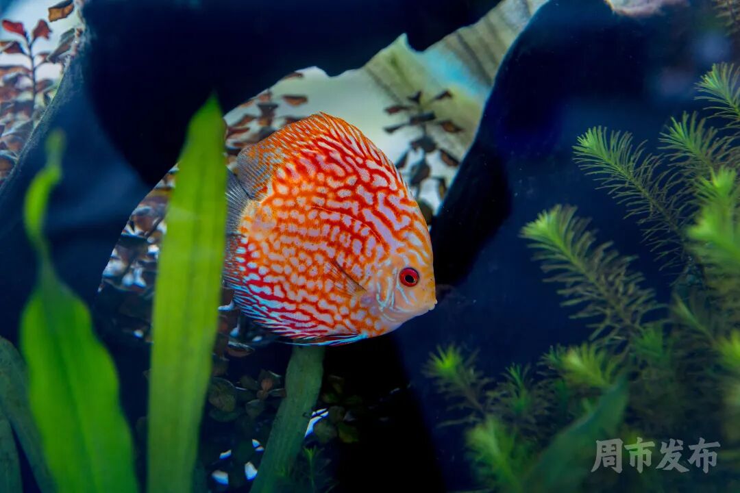 ͼƬ
