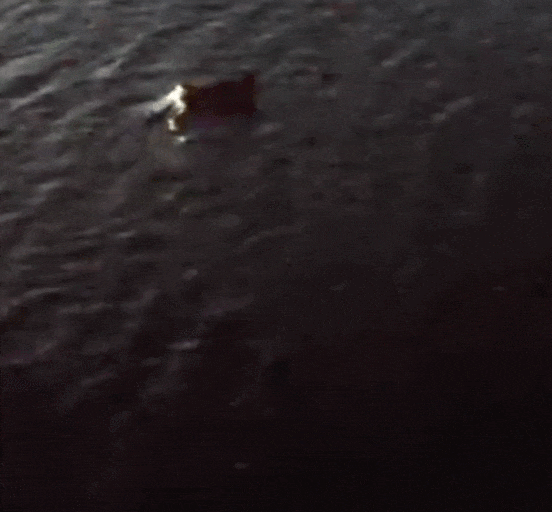 2.gif
