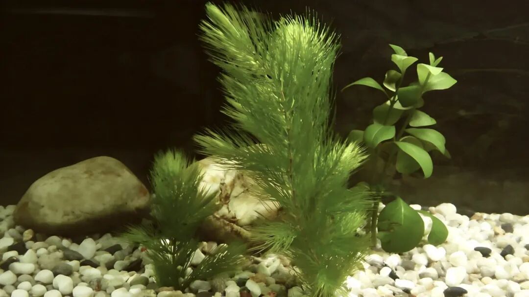 ͼƬ