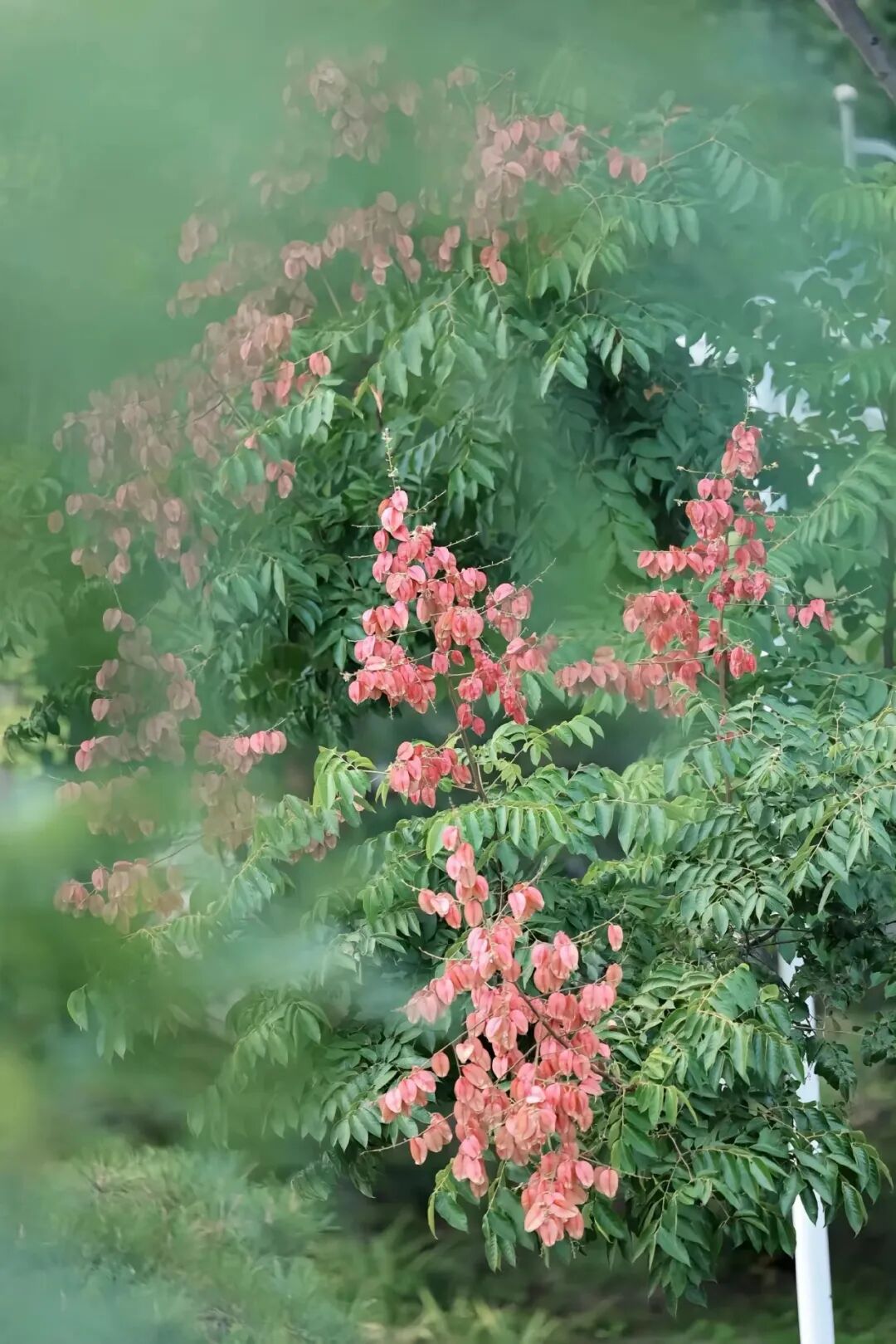 ͼƬ