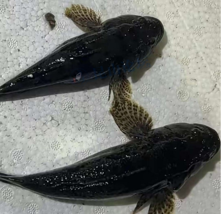 ͼƬ