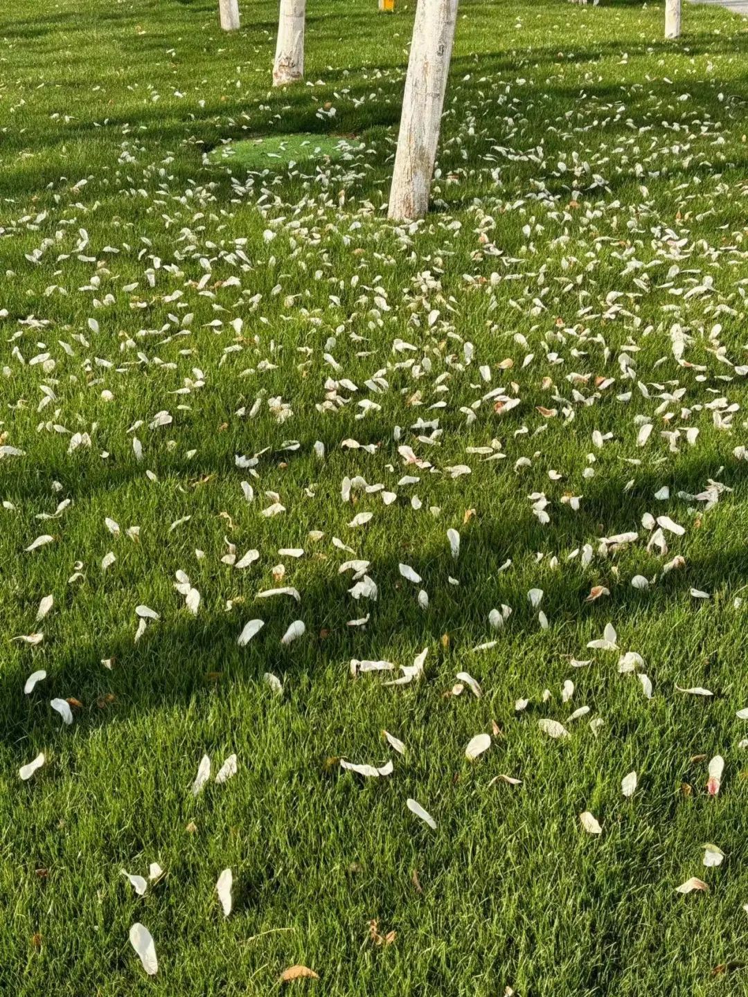 ͼƬ