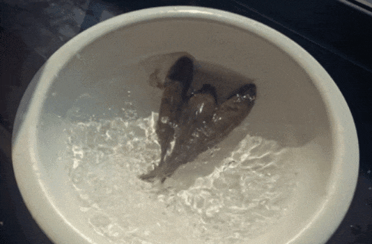 8.gif